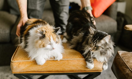 maine coon cat