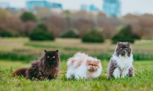 persian cat