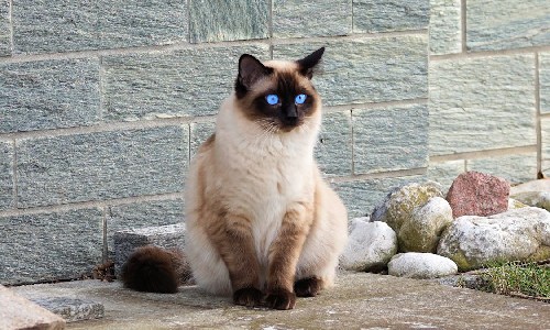 siamese cat